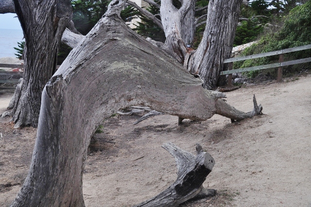 Ghost Tree